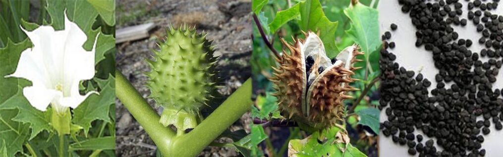 Datura seeds to treat varicose veins at home