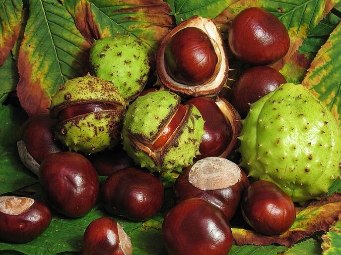 Horse chestnut to prepare infusion from VRV