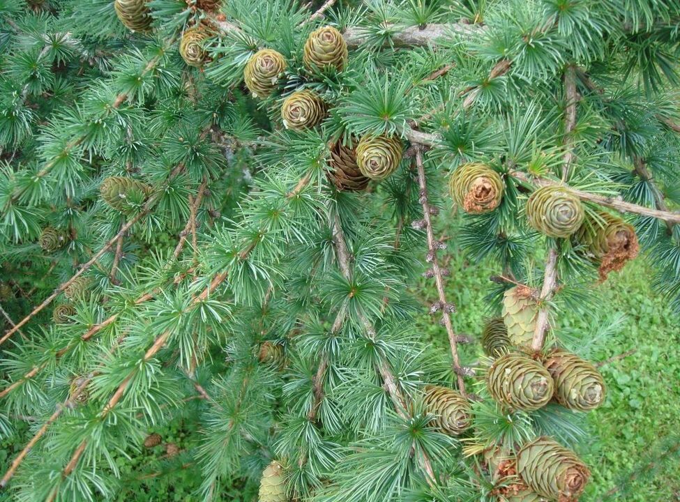 Larch will serve as a raw material for the preparation of a decoction of medicine for varicose veins